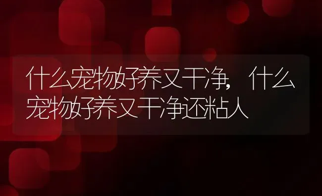 什么宠物好养又干净,什么宠物好养又干净还粘人 | 养殖科普