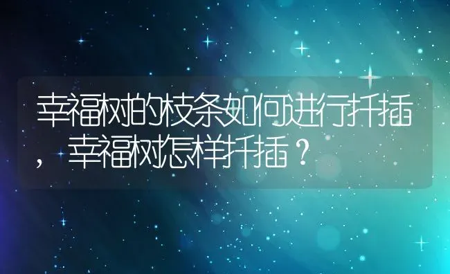 幸福树的枝条如何进行扦插,幸福树怎样扦插？ | 养殖科普