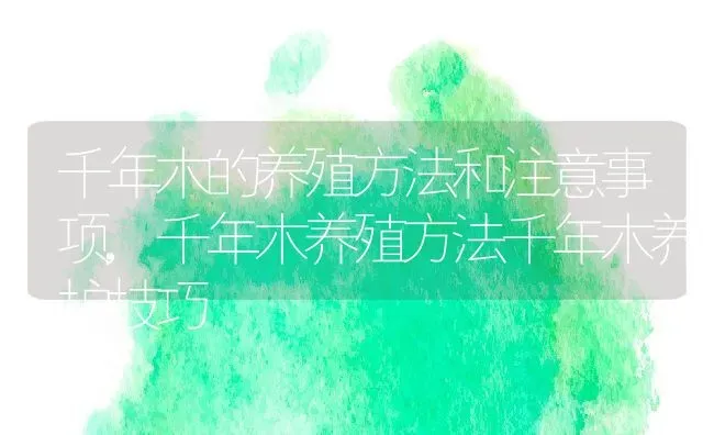 千年木的养殖方法和注意事项,千年木养殖方法千年木养护技巧 | 养殖学堂