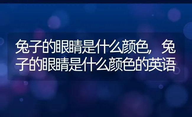 兔子的眼睛是什么颜色,兔子的眼睛是什么颜色的英语 | 养殖资料