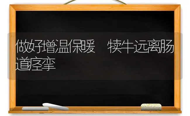 做好增温保暖 犊牛远离肠道痉挛 | 养殖技术大全