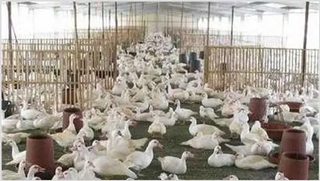 如何保持鸭舍卫生 | 生活常识