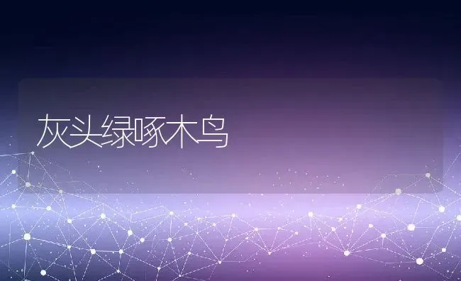 灰头绿啄木鸟 | 养殖科普