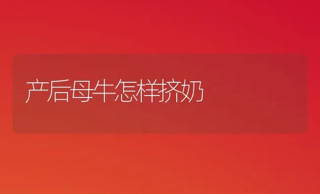 产后母牛怎样挤奶 | 养殖知识