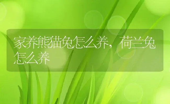 家养熊猫兔怎么养,荷兰兔怎么养 | 养殖学堂