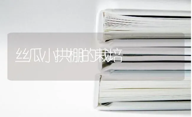 丝瓜小拱棚的栽培 | 养殖技术大全