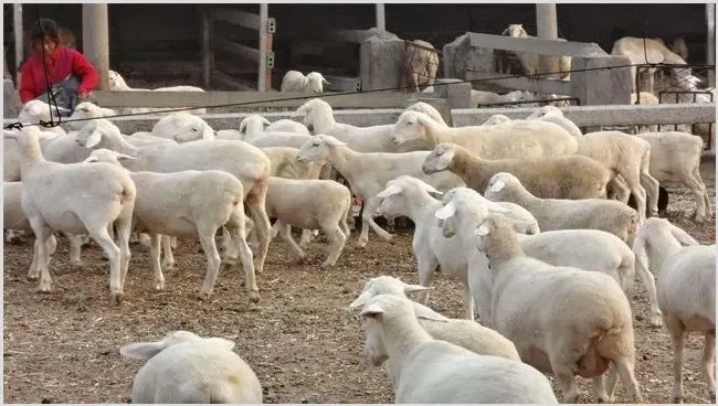 肉羊种羊养殖要点 | 三农知识