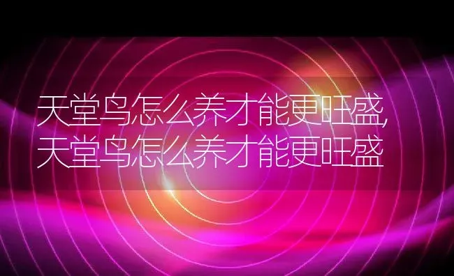 天堂鸟怎么养才能更旺盛,天堂鸟怎么养才能更旺盛 | 养殖科普