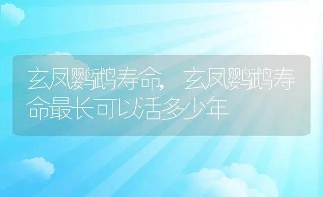 玄凤鹦鹉寿命,玄凤鹦鹉寿命最长可以活多少年 | 养殖科普