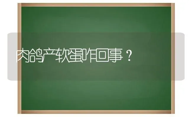 肉鸽产软蛋咋回事? | 养殖知识