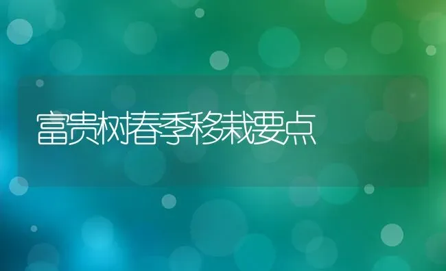 富贵树春季移栽要点 | 养殖知识