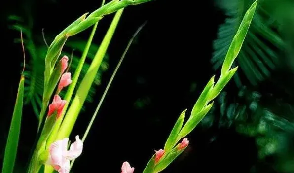 剑兰开完花怎么处理 | 生活常识