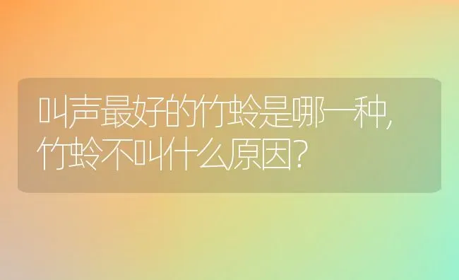 叫声最好的竹蛉是哪一种,竹蛉不叫什么原因？ | 养殖学堂
