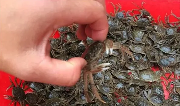 怎样选择优质河蟹苗 | 农广天地