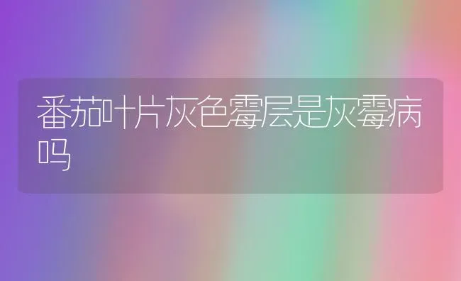 番茄叶片灰色霉层是灰霉病吗 | 养殖技术大全