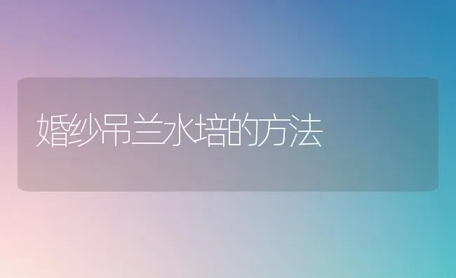 婚纱吊兰水培的方法 | 养殖技术大全