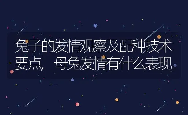 兔子的发情观察及配种技术要点,母兔发情有什么表现 | 养殖学堂