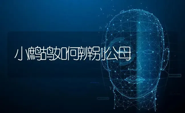 小鹧鸪如何辨别公母 | 养殖技术大全