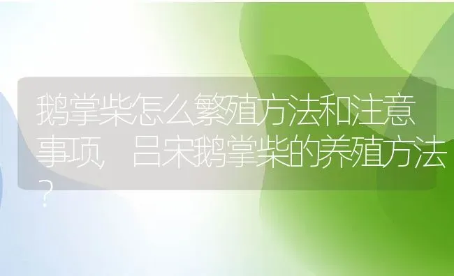 鹅掌柴怎么繁殖方法和注意事项,吕宋鹅掌柴的养殖方法？ | 养殖科普