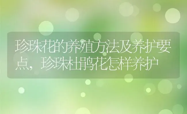 珍珠花的养殖方法及养护要点,珍珠杜鹃花怎样养护 | 养殖学堂