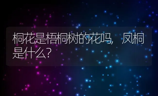 桐花是梧桐树的花吗,凤桐是什么？ | 养殖科普