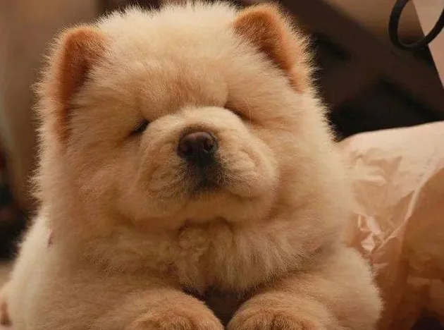 养松狮犬的十大好处,松狮的优缺点？