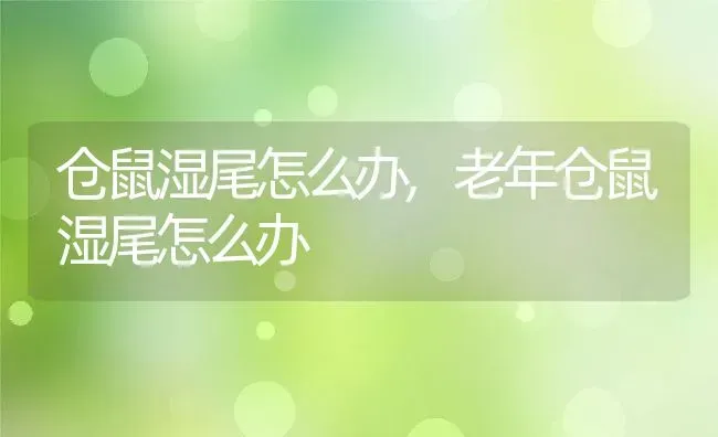 仓鼠湿尾怎么办,老年仓鼠湿尾怎么办 | 养殖资料