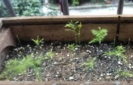 剪下来的文竹能插活吗,剪了的文竹怎么处理？