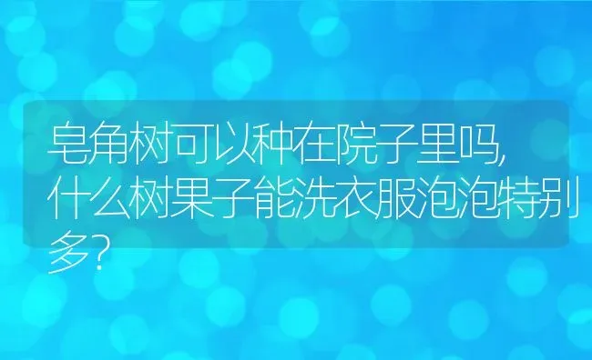 皂角树可以种在院子里吗,什么树果子能洗衣服泡泡特别多？ | 养殖科普