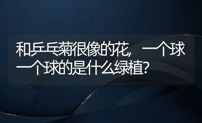 和乒乓菊很像的花,一个球一个球的是什么绿植？ | 养殖科普