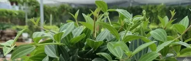 金边吊兰怎么养,金边吊兰怎样才能有金边？