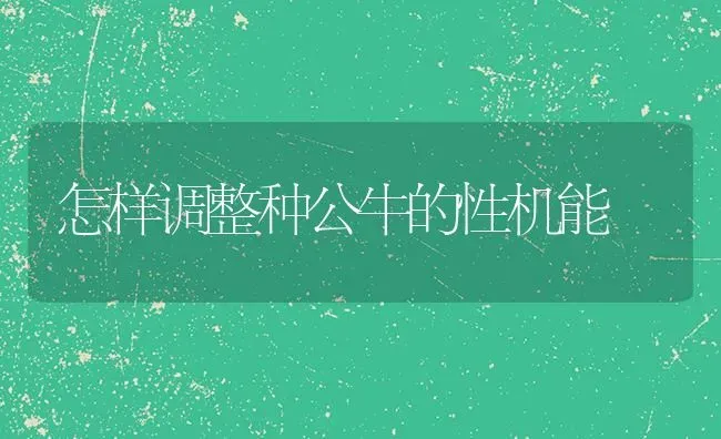 怎样调整种公牛的性机能 | 养殖技术大全