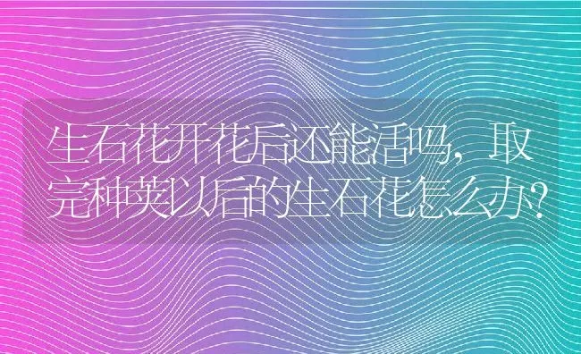 生石花开花后还能活吗,取完种荚以后的生石花怎么办？ | 养殖科普