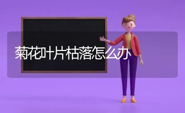 菊花叶片枯落怎么办 | 养殖技术大全