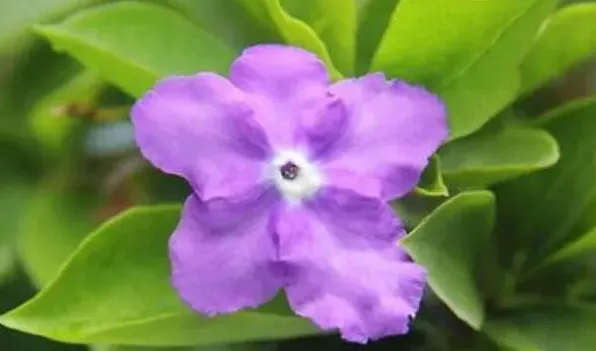 鸳鸯茉莉一年开几次花 | 常识大全