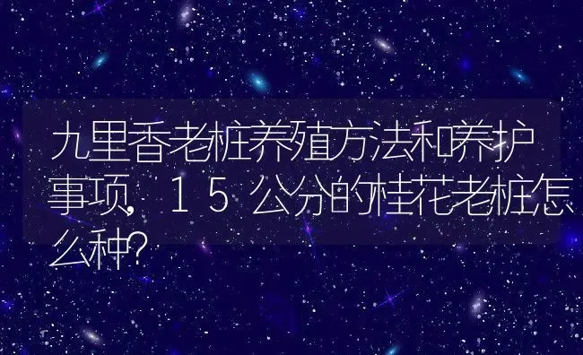 九里香老桩养殖方法和养护事项,15公分的桂花老桩怎么种？ | 养殖科普