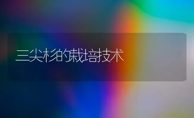 三尖杉的栽培技术 | 养殖技术大全