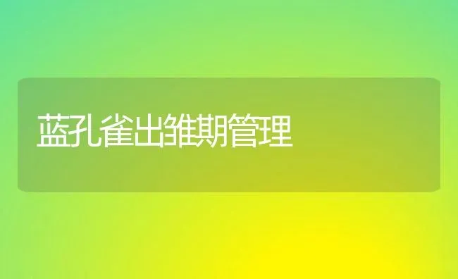蓝孔雀出雏期管理 | 养殖知识