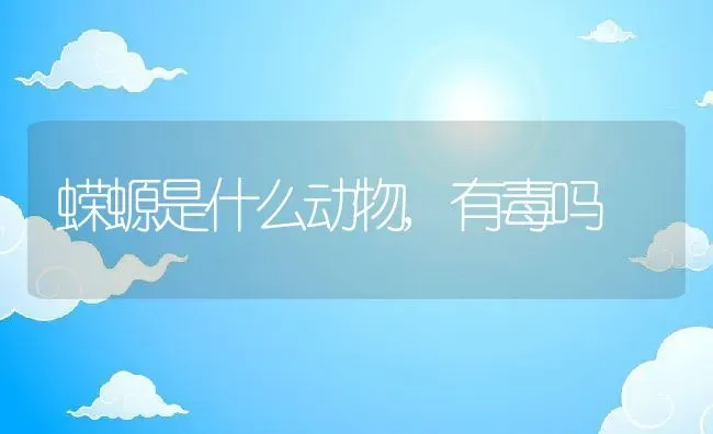 蝾螈是什么动物,有毒吗 | 养殖科普