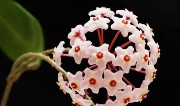 球兰花有毒吗 | 妙招大全