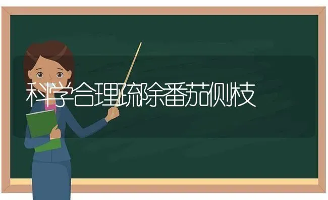 科学合理疏除番茄侧枝 | 养殖技术大全