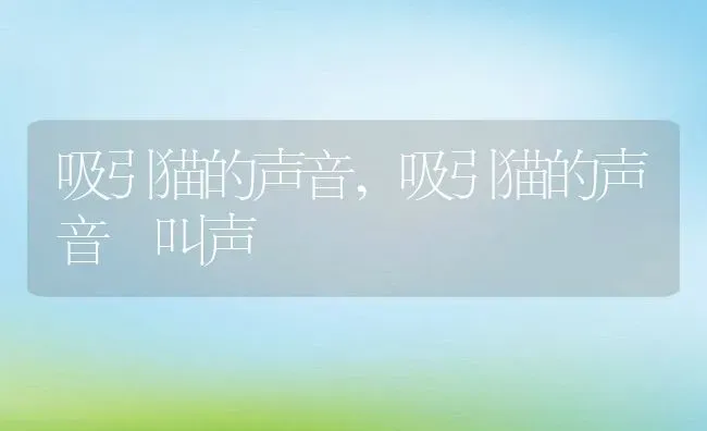 吸引猫的声音,吸引猫的声音 叫声 | 养殖科普