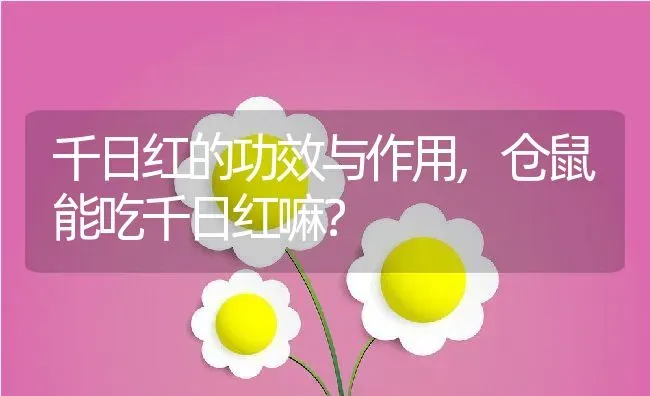 千日红的功效与作用,仓鼠能吃千日红嘛？ | 养殖科普