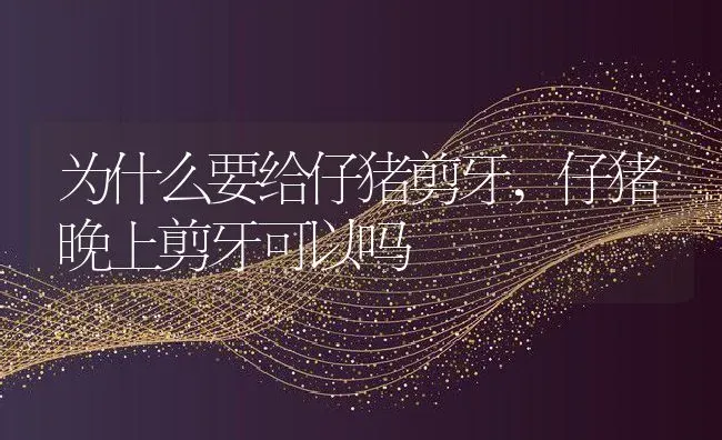 为什么要给仔猪剪牙,仔猪晚上剪牙可以吗 | 养殖学堂