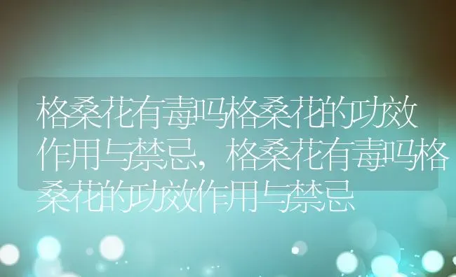 格桑花有毒吗格桑花的功效作用与禁忌,格桑花有毒吗格桑花的功效作用与禁忌 | 养殖科普