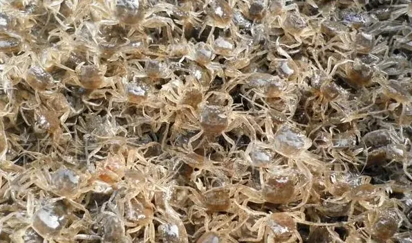 怎样选择优质河蟹苗 | 农广天地