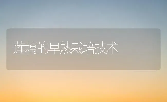 莲藕的早熟栽培技术 | 养殖技术大全