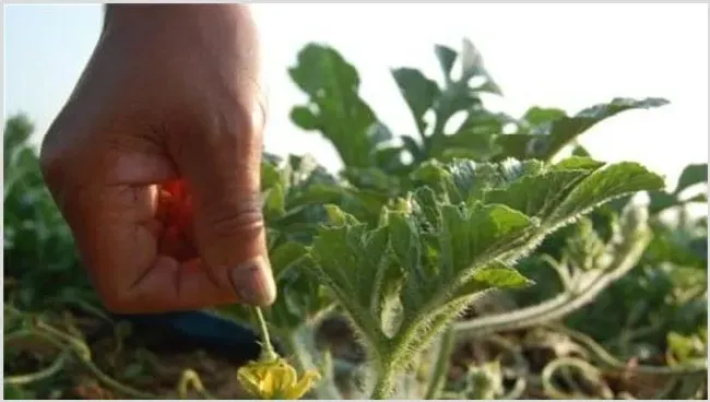 西瓜花粉少怎么办？改善措施介绍 | 妙招大全