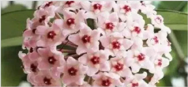 球兰花有毒吗 | 妙招大全