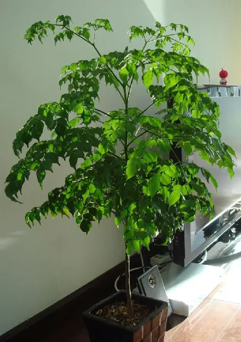 幸福树怎么养才能更旺盛,嫁接幸福树怎么养才茂盛？